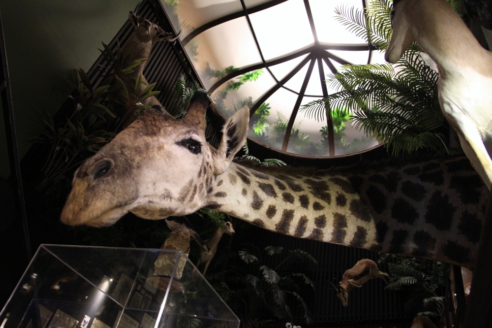 台南酒吧【仰角屋根WUGAN】不用去奇美博物館就可以看到超多動物標本 調酒也很厲害 約會餐酒推薦 台南酒吧【仰角屋根WUGAN】不用去奇美博物館就可以看到超多動物標本 調酒也很厲害 約會餐酒推薦